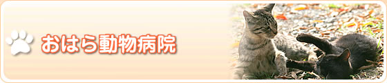 ���͂瓮���a�@ ���͂瓮���a�@�ւ̃A�N�Z�X
